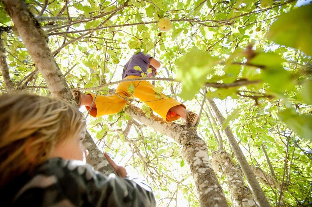 Boy climbing a tree