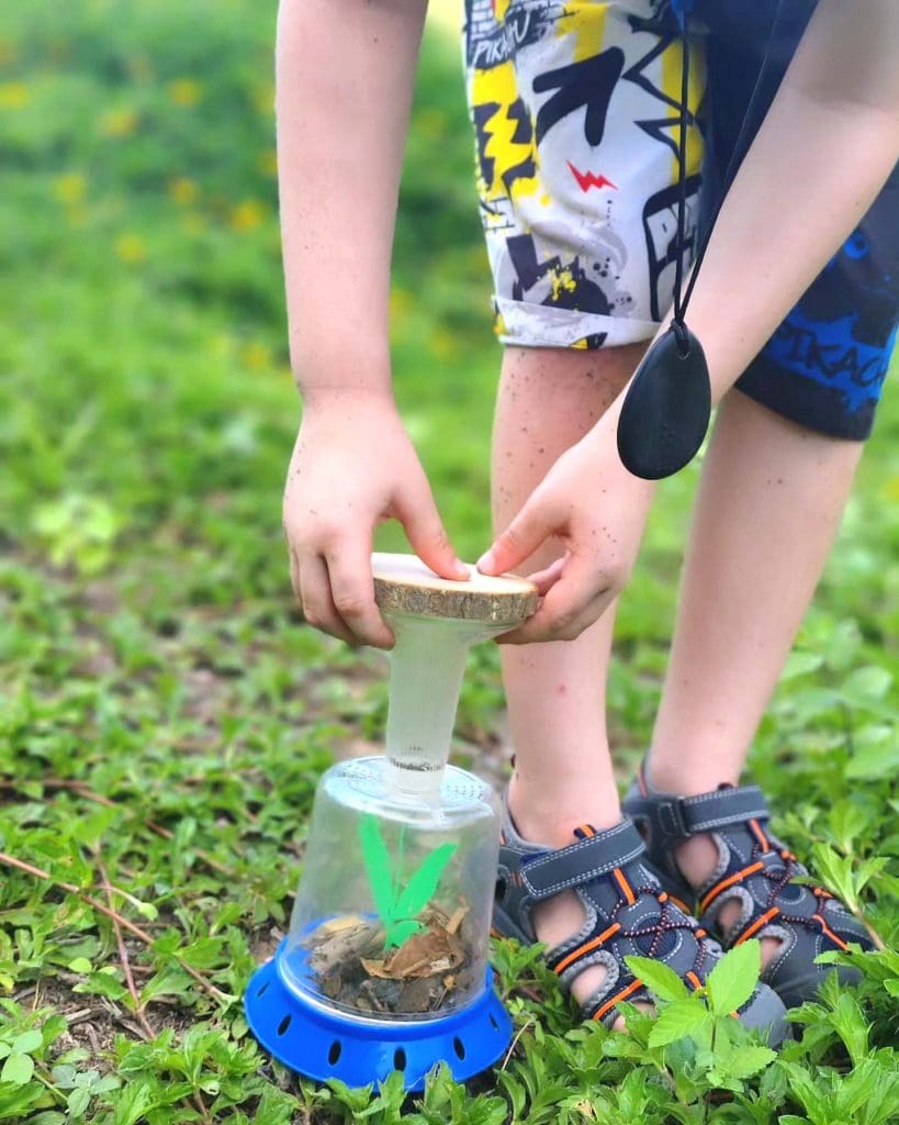 Collecting bugs in a bug catcher